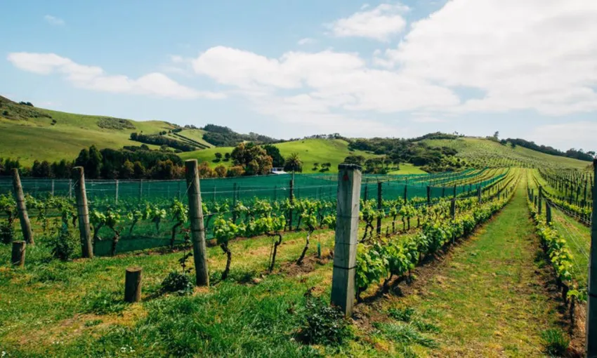 Waiheke Island Ferry Tickets | Experience Oz