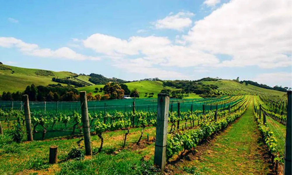 Waiheke Island Hop On Hop Off Bus & Ferry - Buy Now | Experience Oz + NZ-5