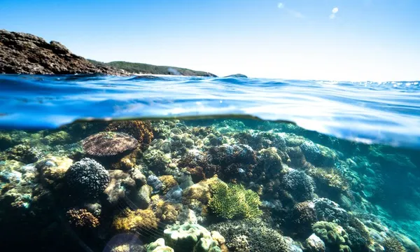 Great Keppel Island Glass Bottom Boat Tour with Transfers