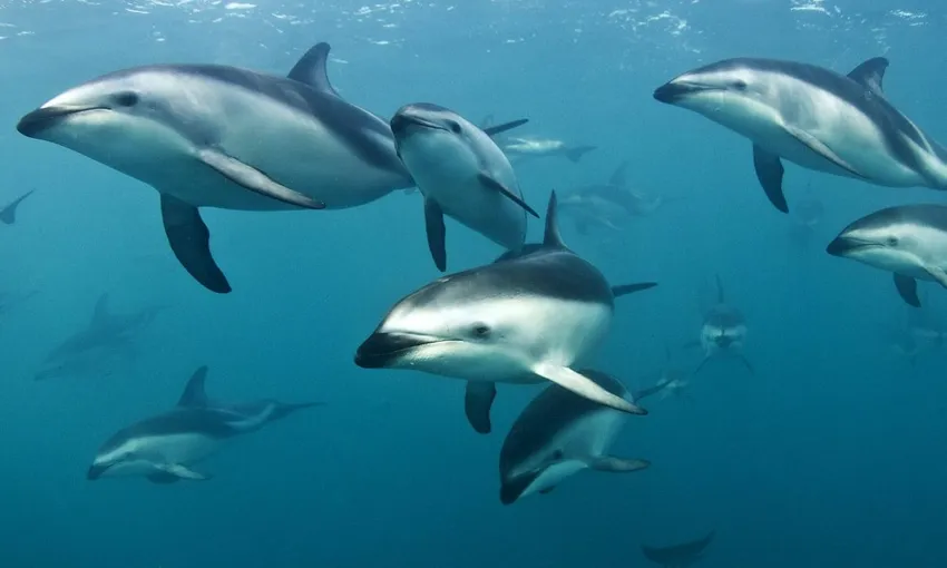 Dolphin Encounter Kaikoura - Book Now | Experience Oz