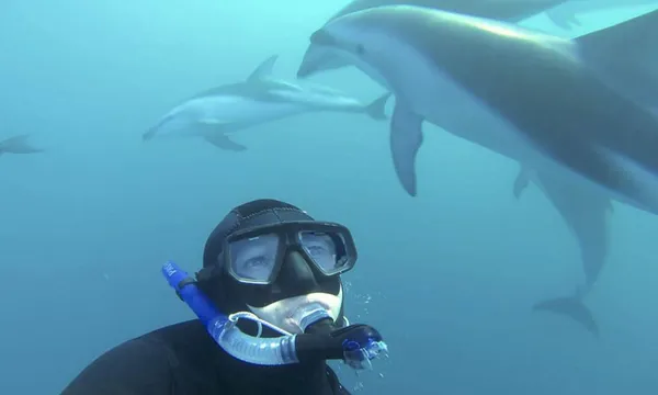 Dolphin Encounter Swim
