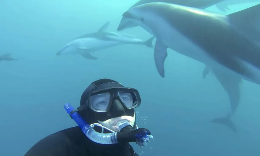 Dolphin Encounter Kaikoura - Book Now | Experience Oz