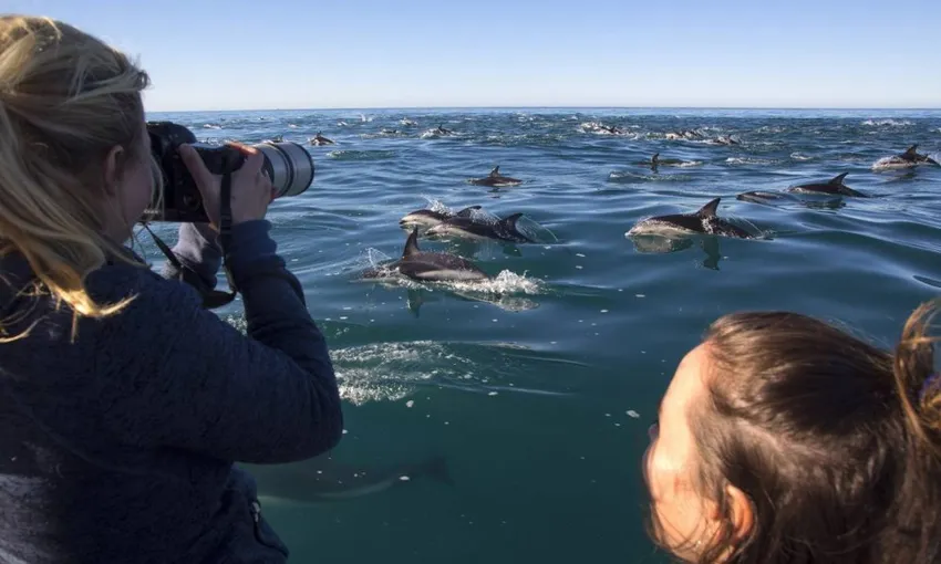 Dolphin Encounter Kaikoura - Book Now | Experience Oz