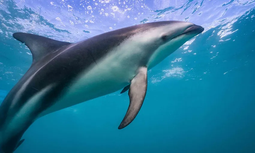 Dolphin Encounter Kaikoura - Book Now | Experience Oz