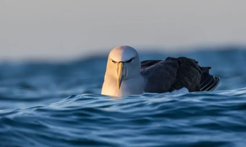 Albatross Encounter Kaikoura - Book Now | Experience Oz