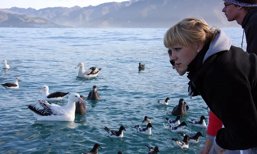 Albatross Encounter Kaikoura - Book Now | Experience Oz