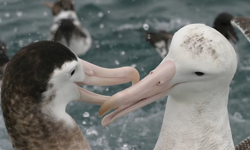 Albatross Encounter Kaikoura - Book Now | Experience Oz