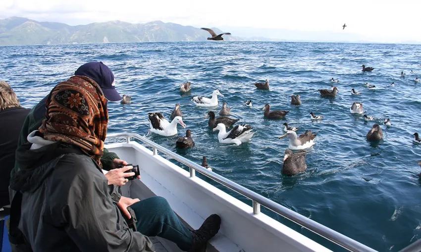 Albatross Encounter Kaikoura - Book Now | Experience Oz