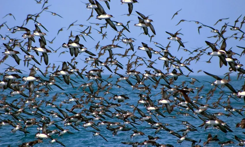 Albatross Encounter Kaikoura - Book Now | Experience Oz