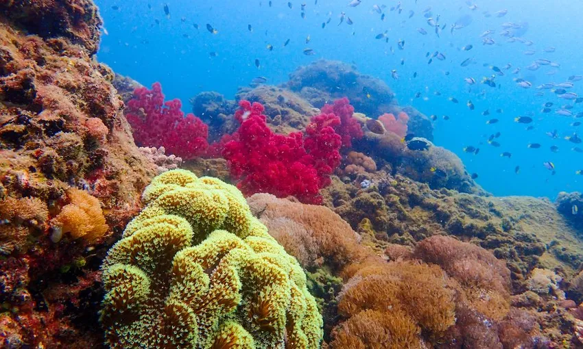 Great Keppel Island Coral Viewing and Lunch Cruise - Book Now | Experience Oz