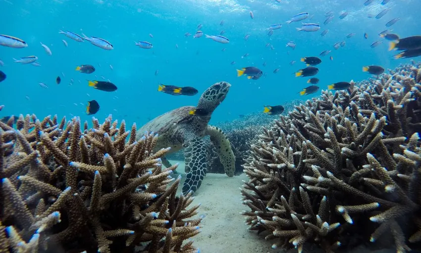 Great Keppel Island Boom Netting and Snorkelling Tour - Book Now | Experience Oz