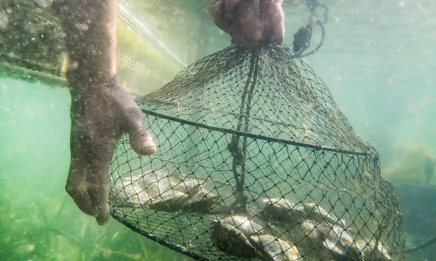 Secrets of Pearling at Broken Bay Pearl Farm | Experience Oz