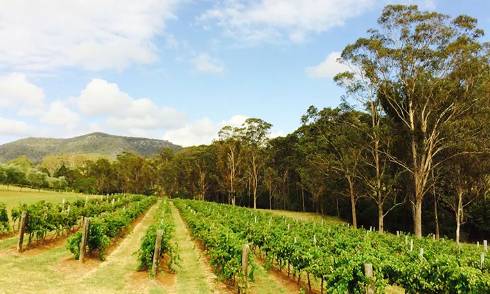 Hunter Valley Wine Tasting with Lunch at Tulloch Wines | Experience Oz-6