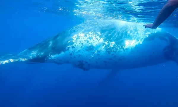 Whale Watching Cruise from Mooloolaba