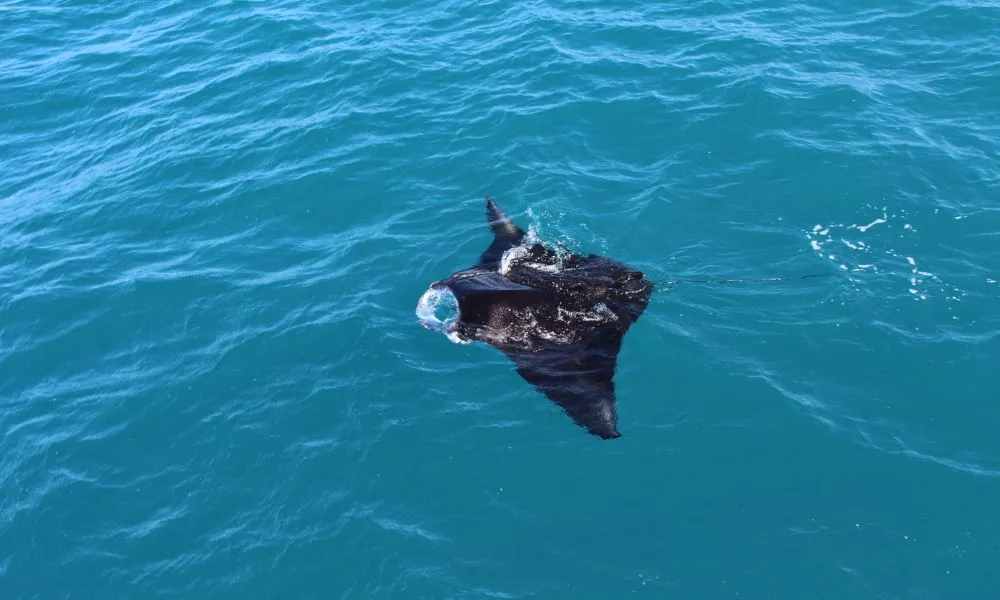 Sunset Coastal Cruise with Snubfin Dolphins from Broome | Experience Oz-6