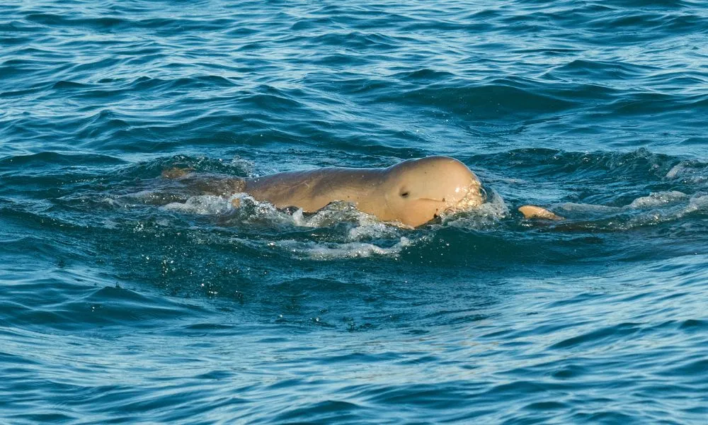 Sunset Coastal Cruise with Snubfin Dolphins from Broome | Experience Oz-7