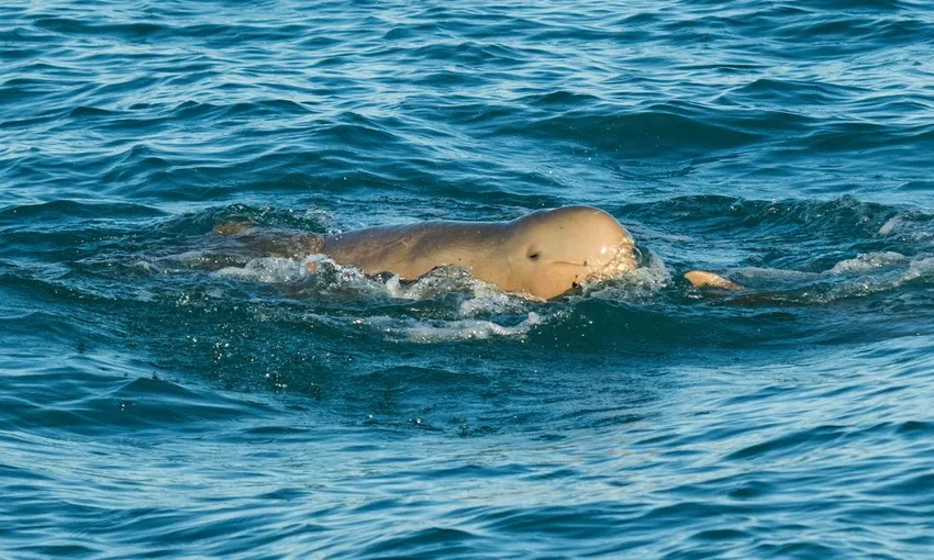 Sunset Coastal Cruise with Snubfin Dolphins from Broome | Experience Oz