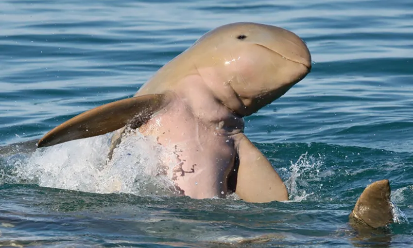 Sunset Coastal Cruise with Snubfin Dolphins from Broome | Experience Oz