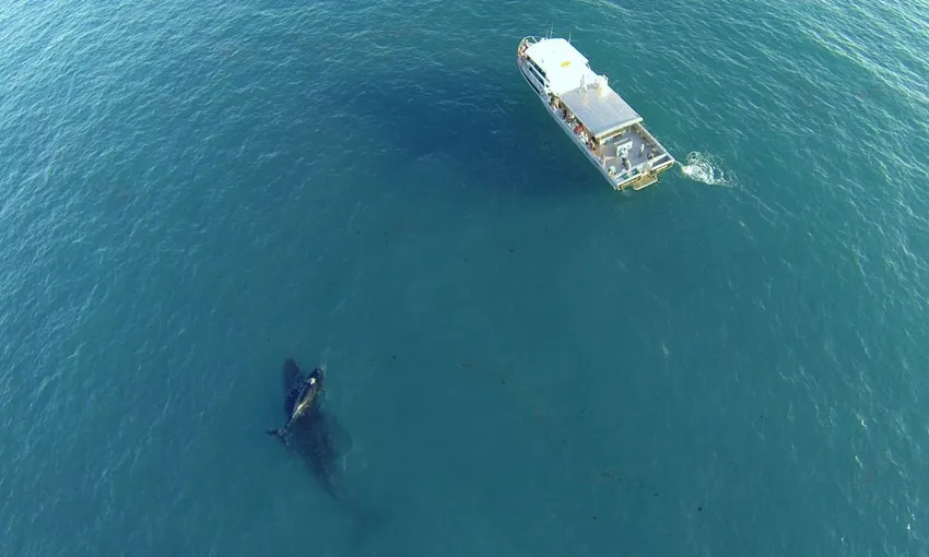 Broome Whale Watching Cruise - 3 Hours | Experience Oz