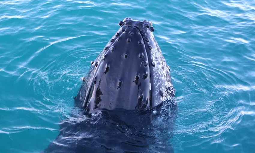 Broome Whale Watching Cruise - 3 Hours | Experience Oz