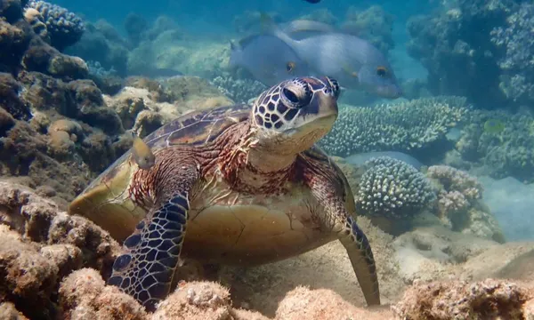 Ningaloo Reef Turtle, Kayak and Snorkel Half Day Tour