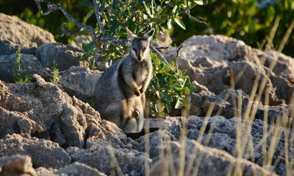 Ningaloo Reef and Range Full Day Tour with Lunch | Experience Oz-3