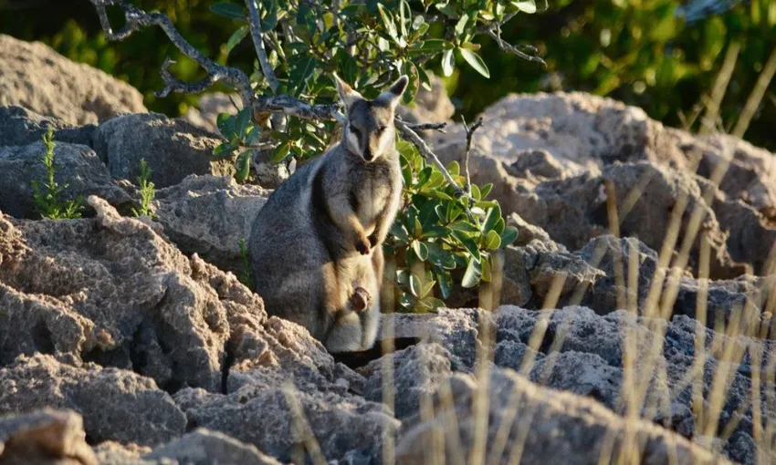 Ningaloo Reef and Range Full Day Tour with Lunch | Experience Oz