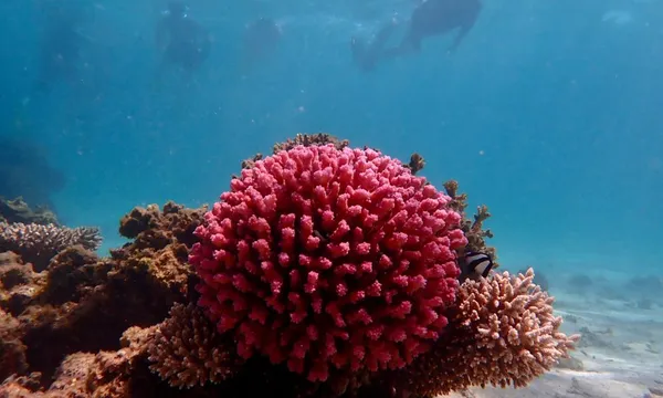Ningaloo Reef Full Day Snorkel Adventure 