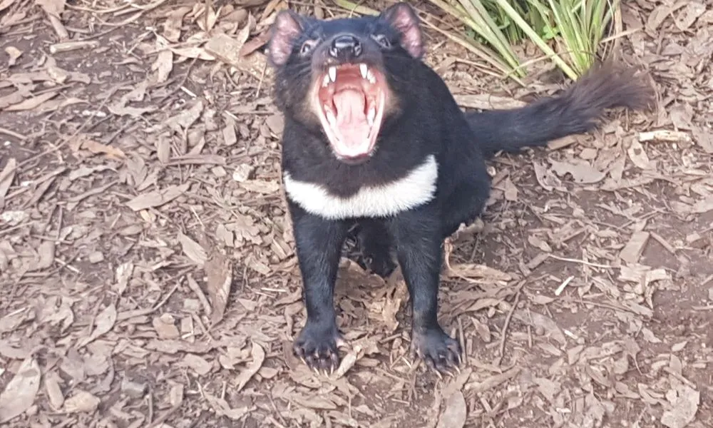 4 Day Wild Tasmania Tour with Accommodation & Transport | Experience OZ-1