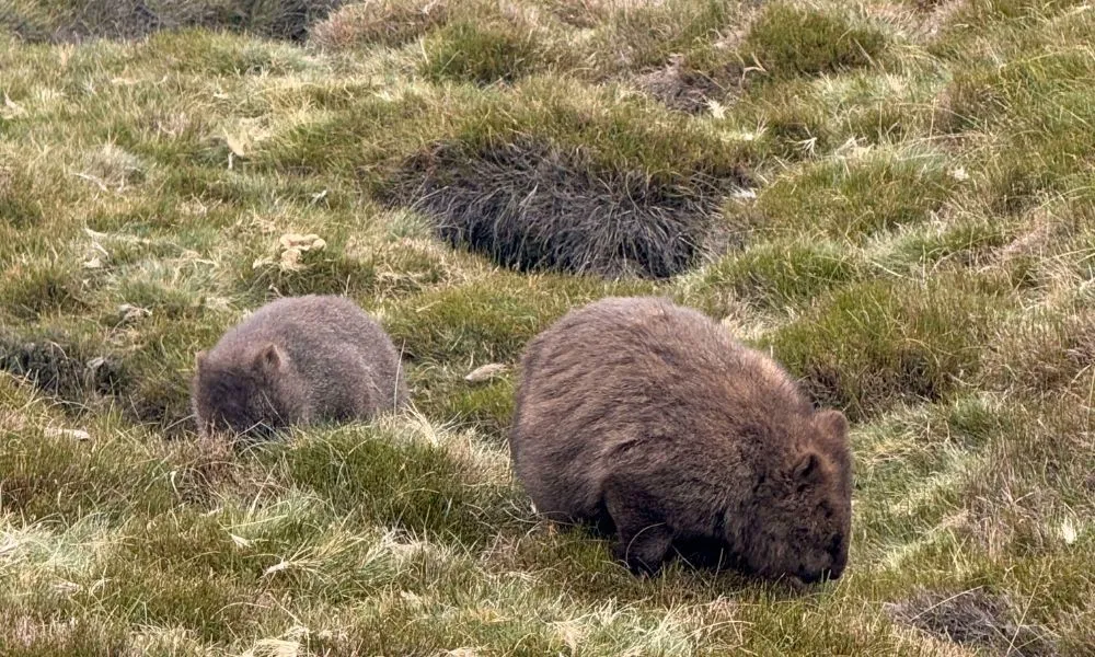 4 Day Wild Tasmania Tour with Accommodation & Transport | Experience OZ-9