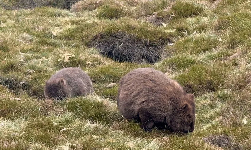 4 Day Wild Tasmania Tour with Accommodation & Transport | Experience OZ