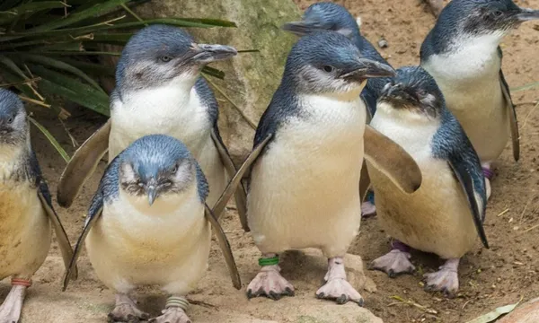 Puffing Billy And Phillip Island Penguin Parade Day Tour from Melbourne