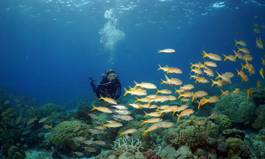 Poseidon Great Barrier Reef Snorkel & Dive Cruise | Experience OZ