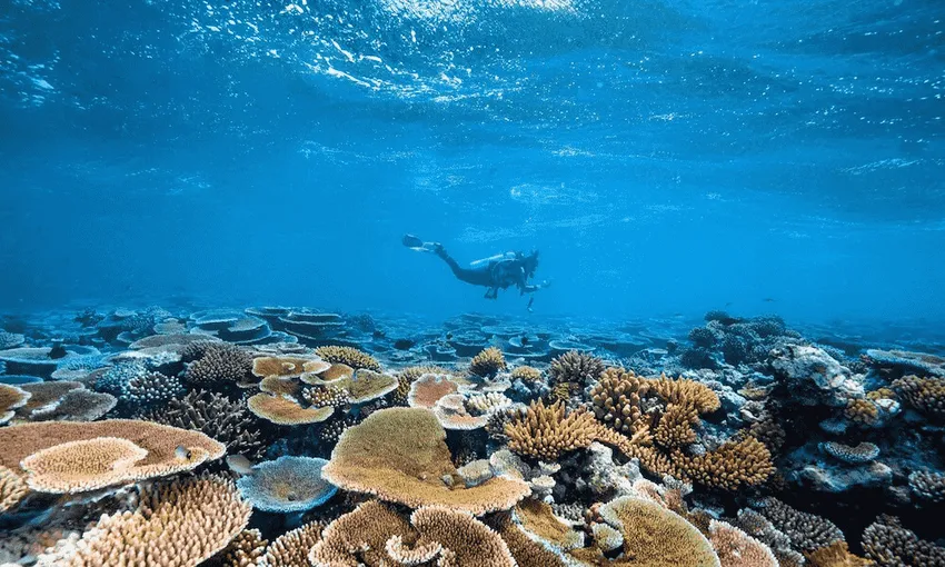 Poseidon Great Barrier Reef Snorkel & Dive Cruise | Experience OZ