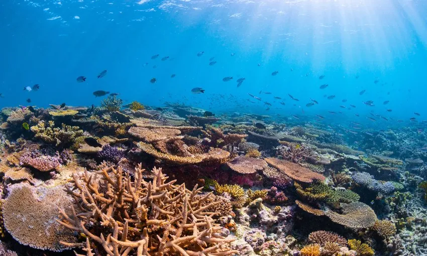 Southern Great Barrier Reef Certified Scuba Diving Adventure | Experience OZ