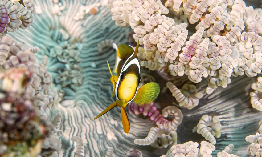 Southern Great Barrier Reef Certified Scuba Diving Adventure | Experience OZ