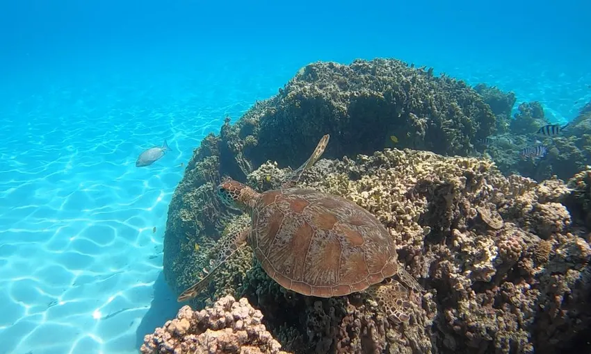 Southern Great Barrier Reef Certified Scuba Diving Adventure | Experience OZ