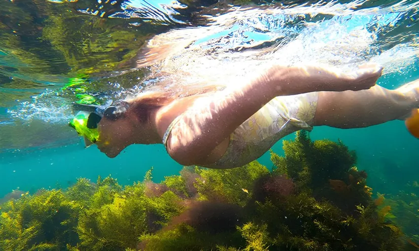 Perth Penguin and Seal Islands Sea Kayak Tour | Ex Oz