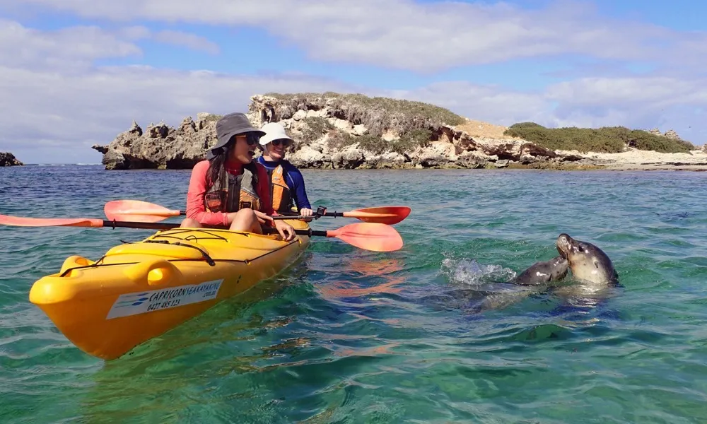 Perth Penguin and Seal Islands Sea Kayak Tour | Ex Oz-2
