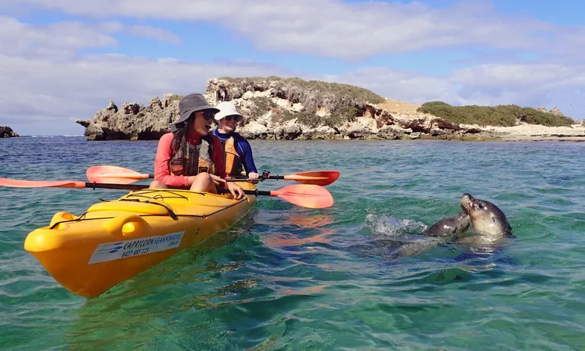 Perth Penguin and Seal Islands Sea Kayak Tour | Ex Oz