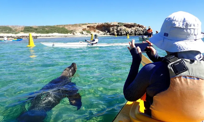 Perth Penguin and Seal Islands Sea Kayak Tour | Ex Oz