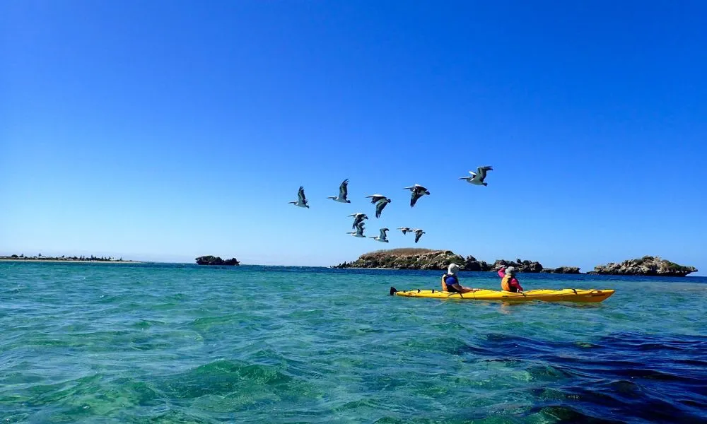 Perth Penguin and Seal Islands Sea Kayak Tour | Ex Oz-5