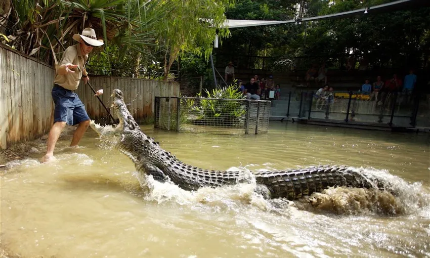 Crocodile Adventure Tour with Transfer - Half Day | Experience Oz