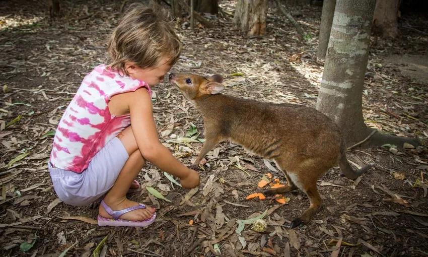 Crocodile Adventure Tour with Transfer - Half Day | Experience Oz
