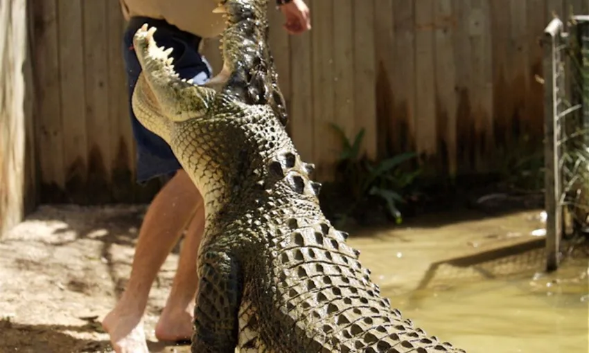 Crocodile Adventure Tour with Transfer - Half Day | Experience Oz