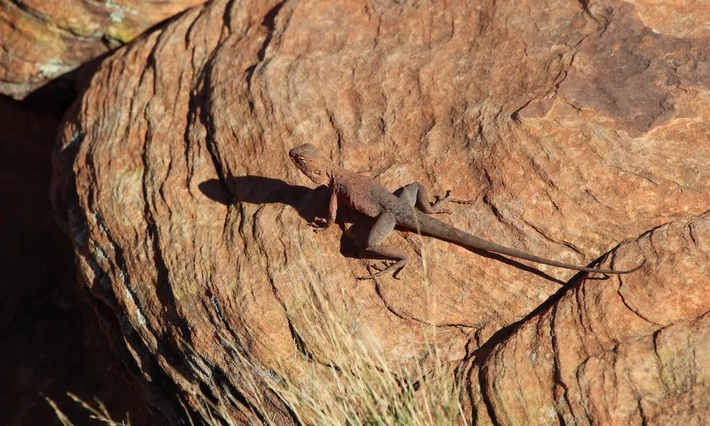 Alice Springs Afternoon Sightseeing Tour | Experience Oz-5