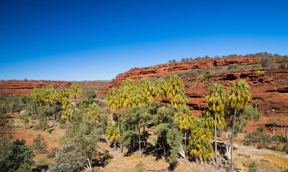 Palm Valley 4WD Day Tour from Alice Springs | Experience Oz-5