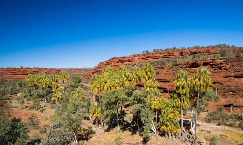 Palm Valley 4WD Day Tour from Alice Springs | Experience Oz