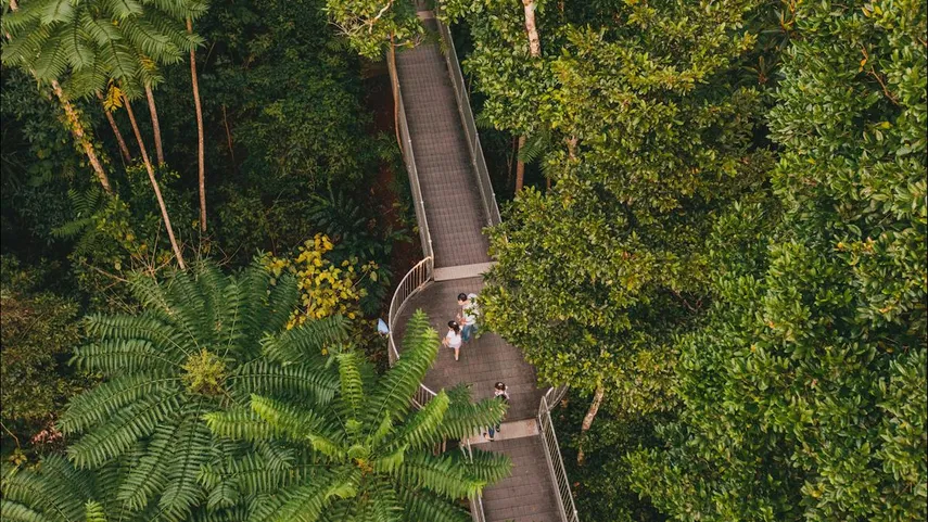 Mamu Tropical Skywalk General Admission - Buy Tickets | Experience Oz