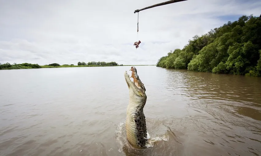 Adelaide River Jumping Crocodile Cruise - Book Now | Experience Oz